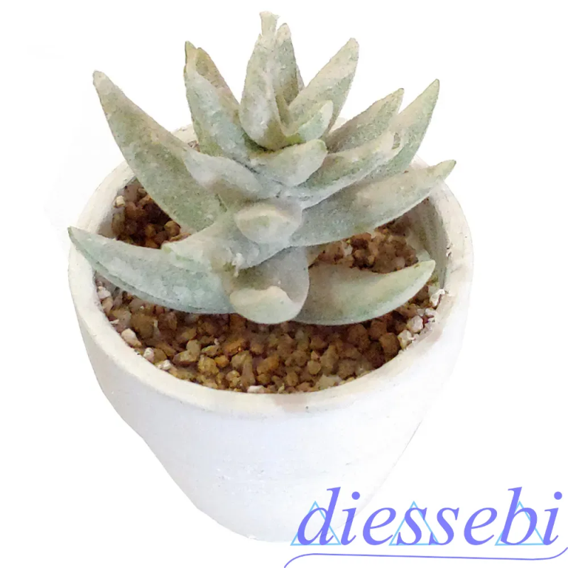 Decorazione Pianta Grassa