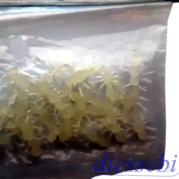 Blister Insetti fluorescenti