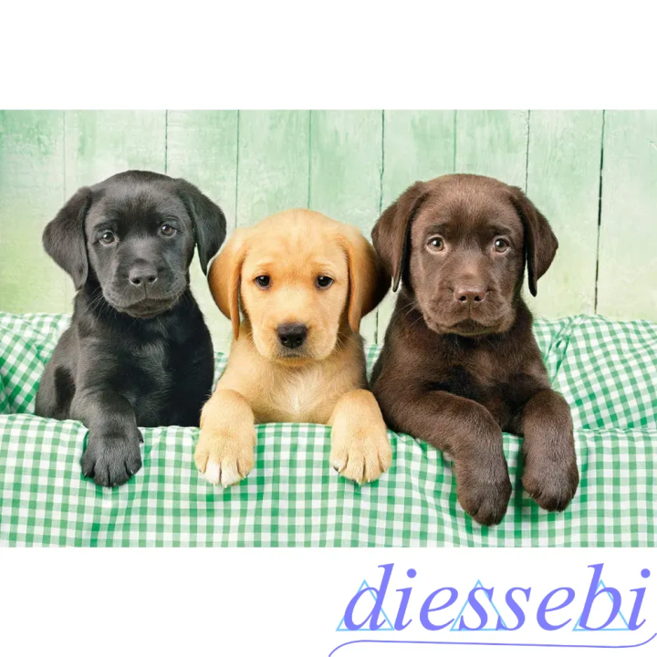 Puzzle Labrador Clementoni