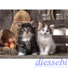 Puzzle 1000 Lovely Kitness Clementoni